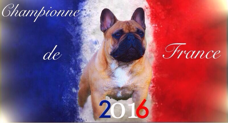 CH. I'm spice of your love Du Domaine Des Boule Rott