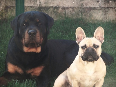 Du Domaine Des Boule Rott